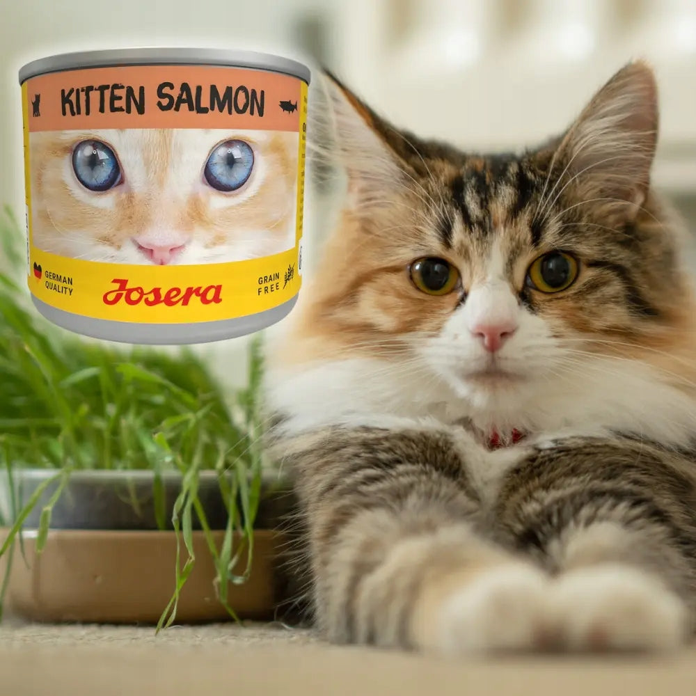 Josera Kitten Salmon 200g Grain Free Wet Cat Food in Sauce Manufacturer code 4032254778554