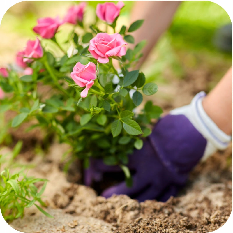 KARATE SPRAY RTU 1L AGENT SPRAYING APHIDS CATERPILLARS THRIPS SPIDER MITES Form Aerosol