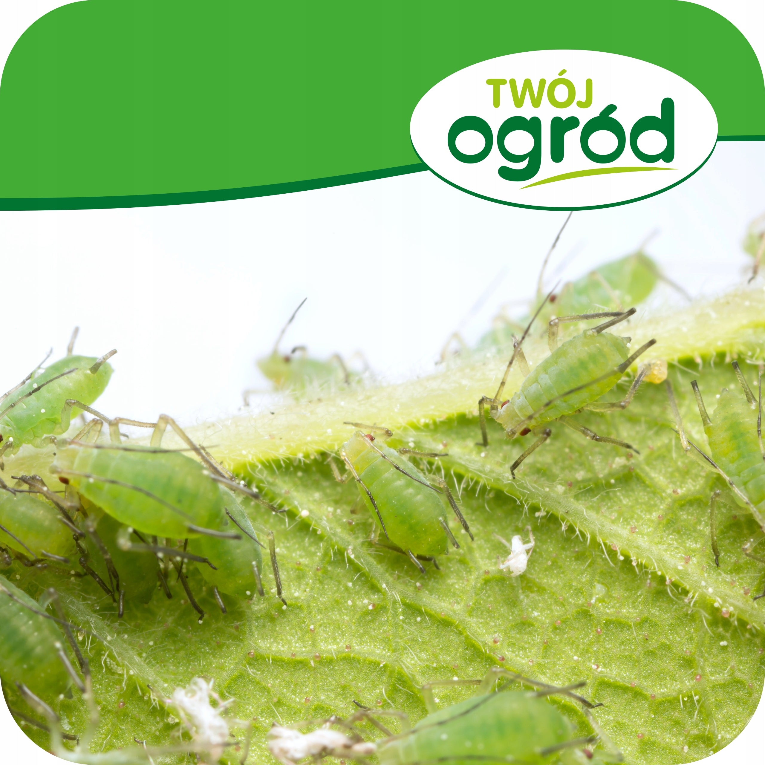 KARATE ZEON 050CS 20ML INSECTICIDE SPRAYING ON APHIDS CATERPILLARS SCROLLS Purpose insecticidal, against insects
