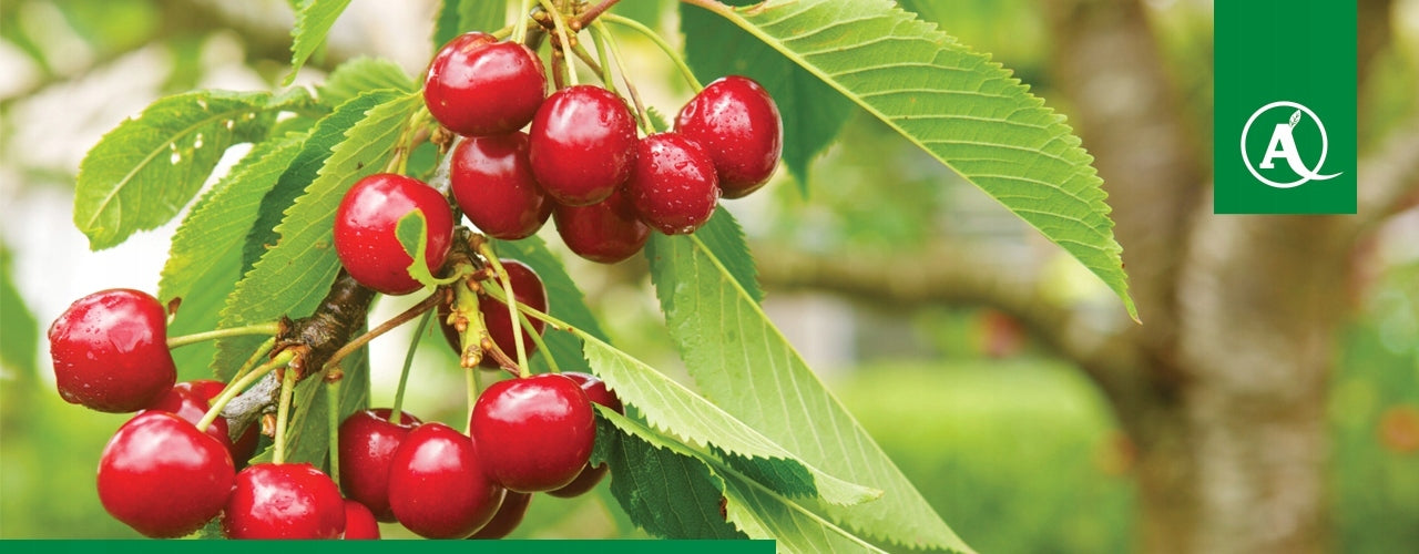 KRISTALON RED NPK 12-12-36 3 kg Fertilizer YARA Manufacturer YARA