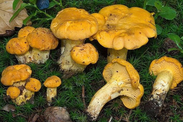 KURKA, CANTHARELLUS CIBARIUS mycelium forest mushrooms EAN (GTIN) 5906874355114