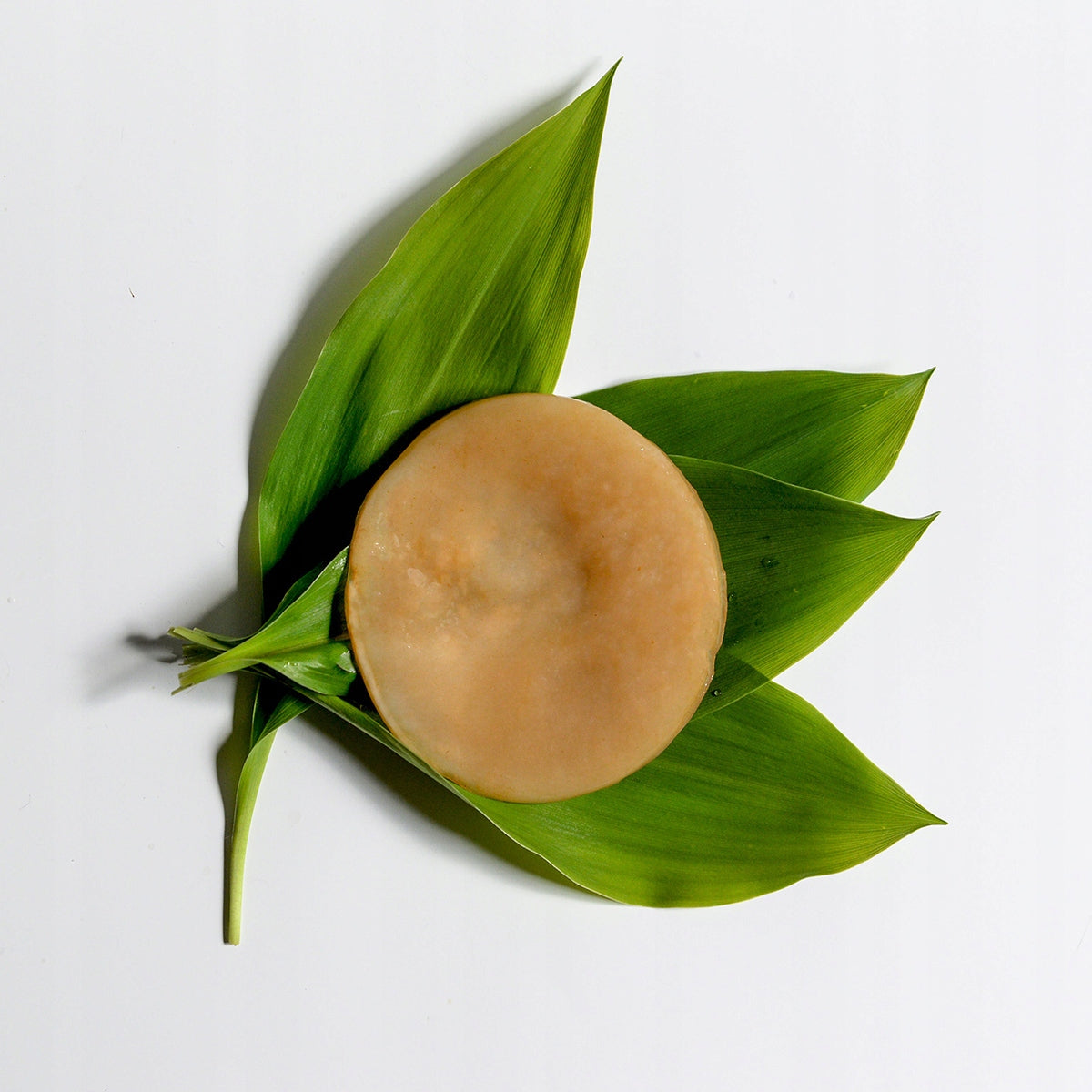 Kombucha, Tea mushroom for amateur cultivation EAN (GTIN) 5906970872140