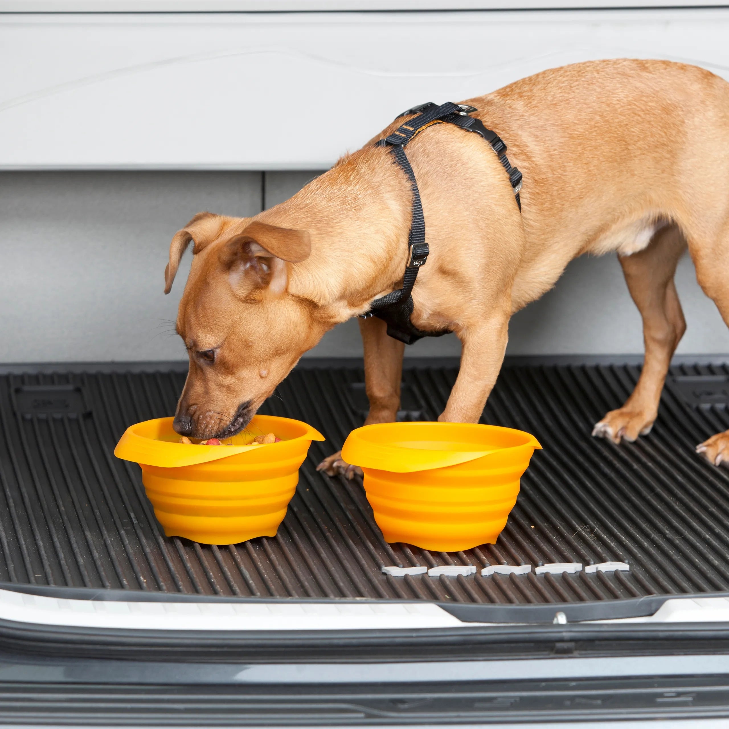 Kurgo Collaps Bowl 710ml - foldable dog bowl, BPA free Blue Capacity 0.71 l