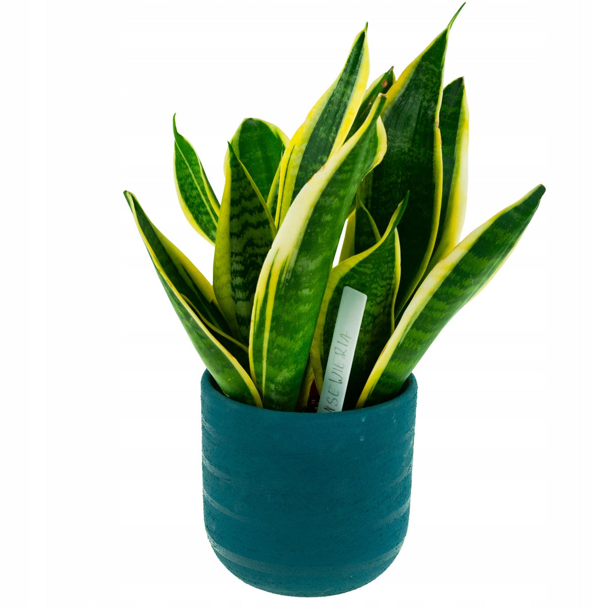 LABELS OF PLATES FOR DESCRIBING PLANTS OF SEEDLINGS MARKERS 10PCS/KPL Color white