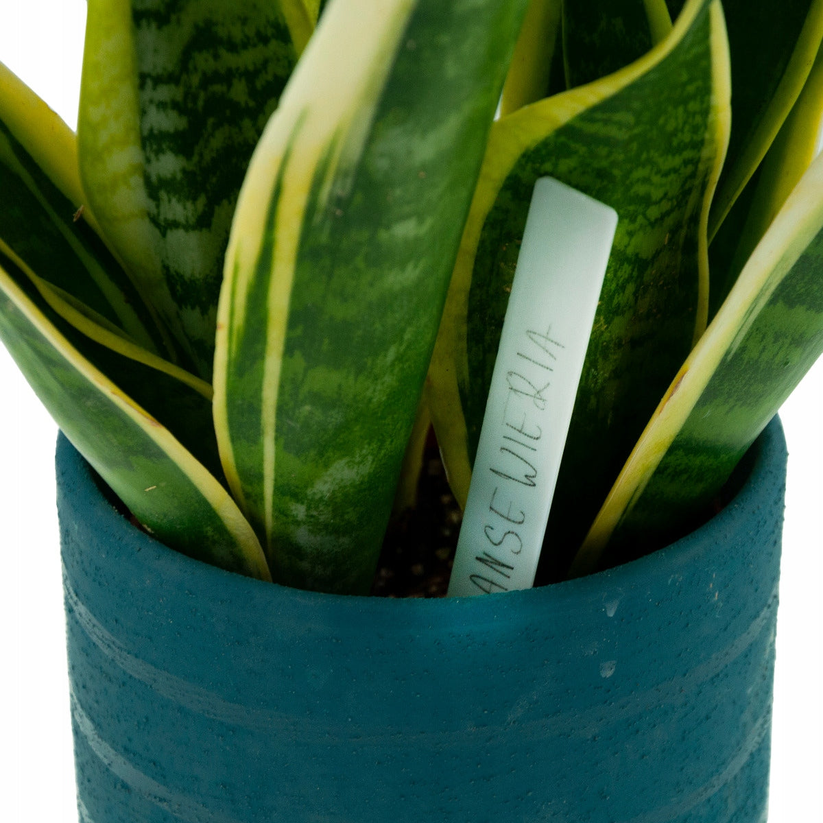 LABELS PLATES FOR DESCRIBING PLANTS SEEDINGS MARKERS 100 PCS. Kind standing