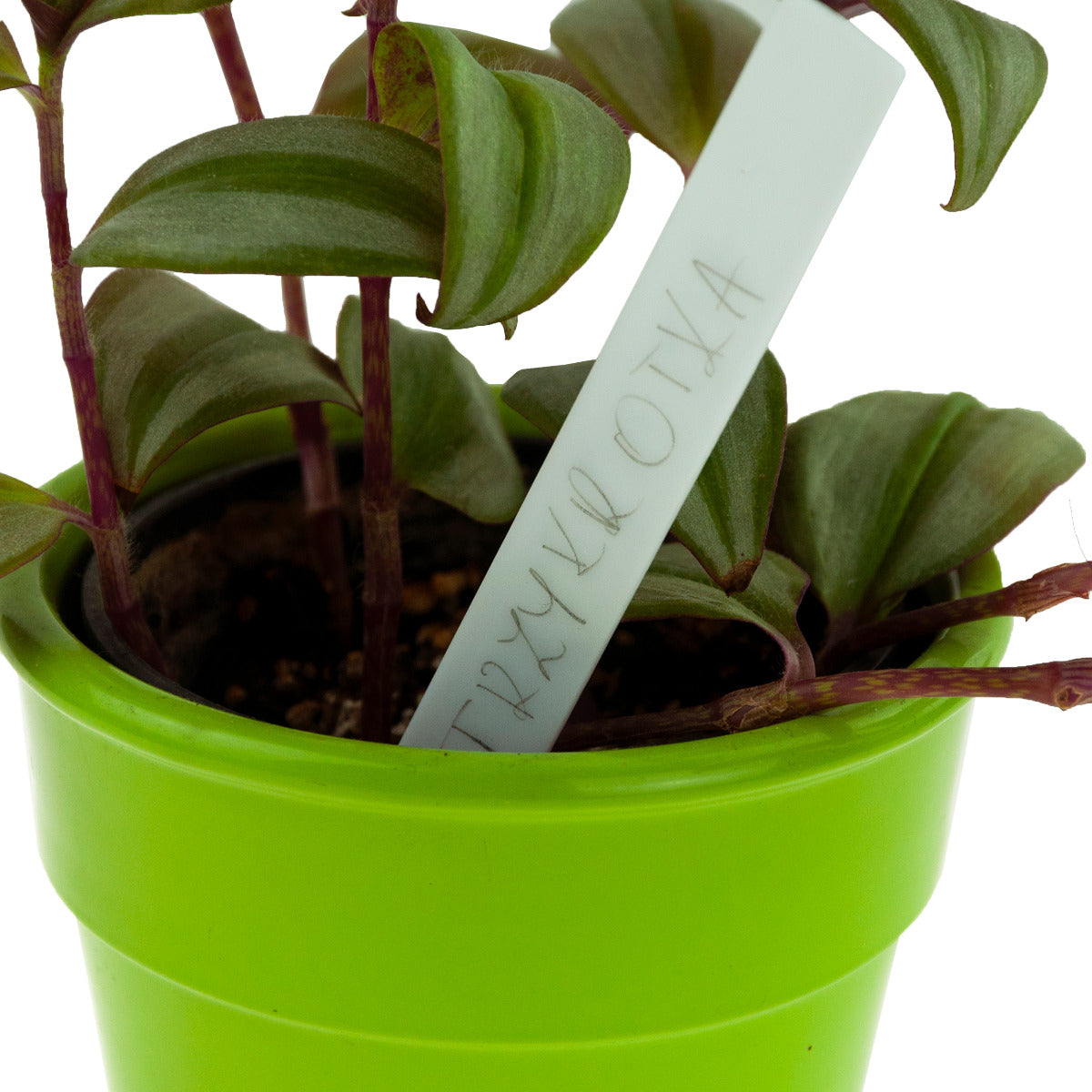 LABELS PLATES FOR DESCRIBING PLANTS SEEDINGS MARKERS 100 PCS. Product height 12 cm