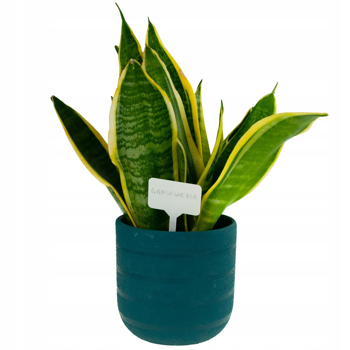 LABELS PLATES FOR DESCRIBING PLANTS SEEDINGS MARKERS 31PCS/SET Manufacturer code G991