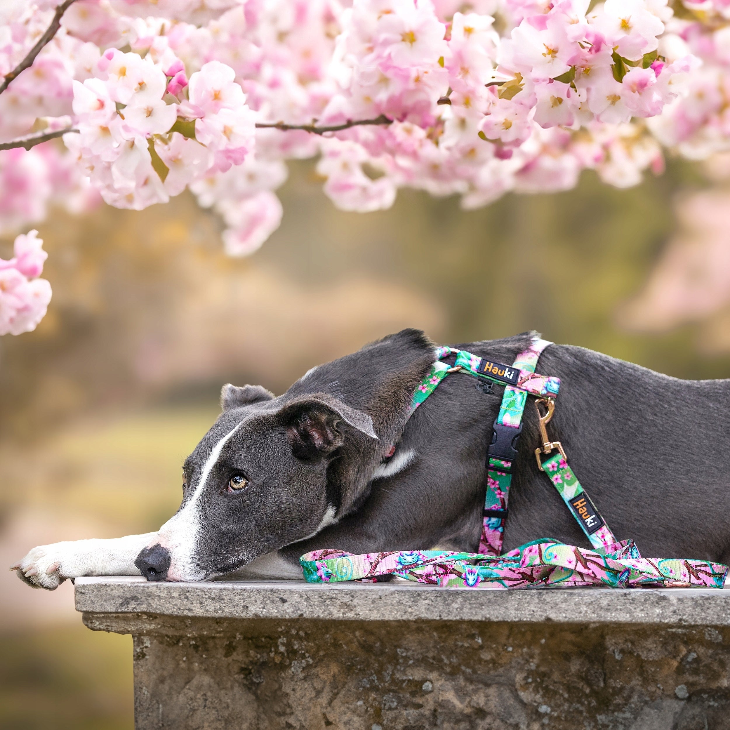LANYARD FOR A STRONG DOG. made in Poland. 500cm / 2,5cm EAN (GTIN) 5906688651921