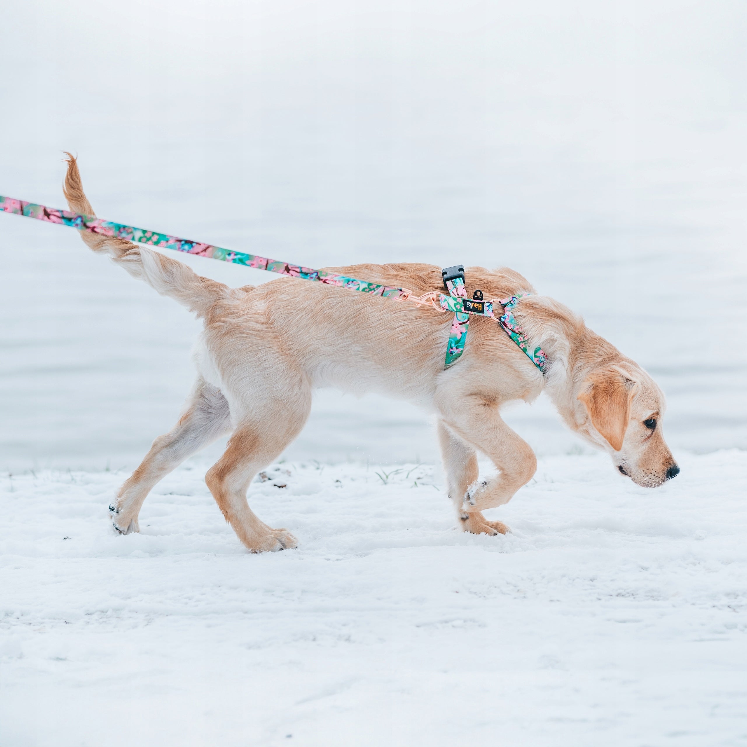 LANYARD FOR A STRONG DOG. made in Poland. 500cm / 2,5cm Kind detachable