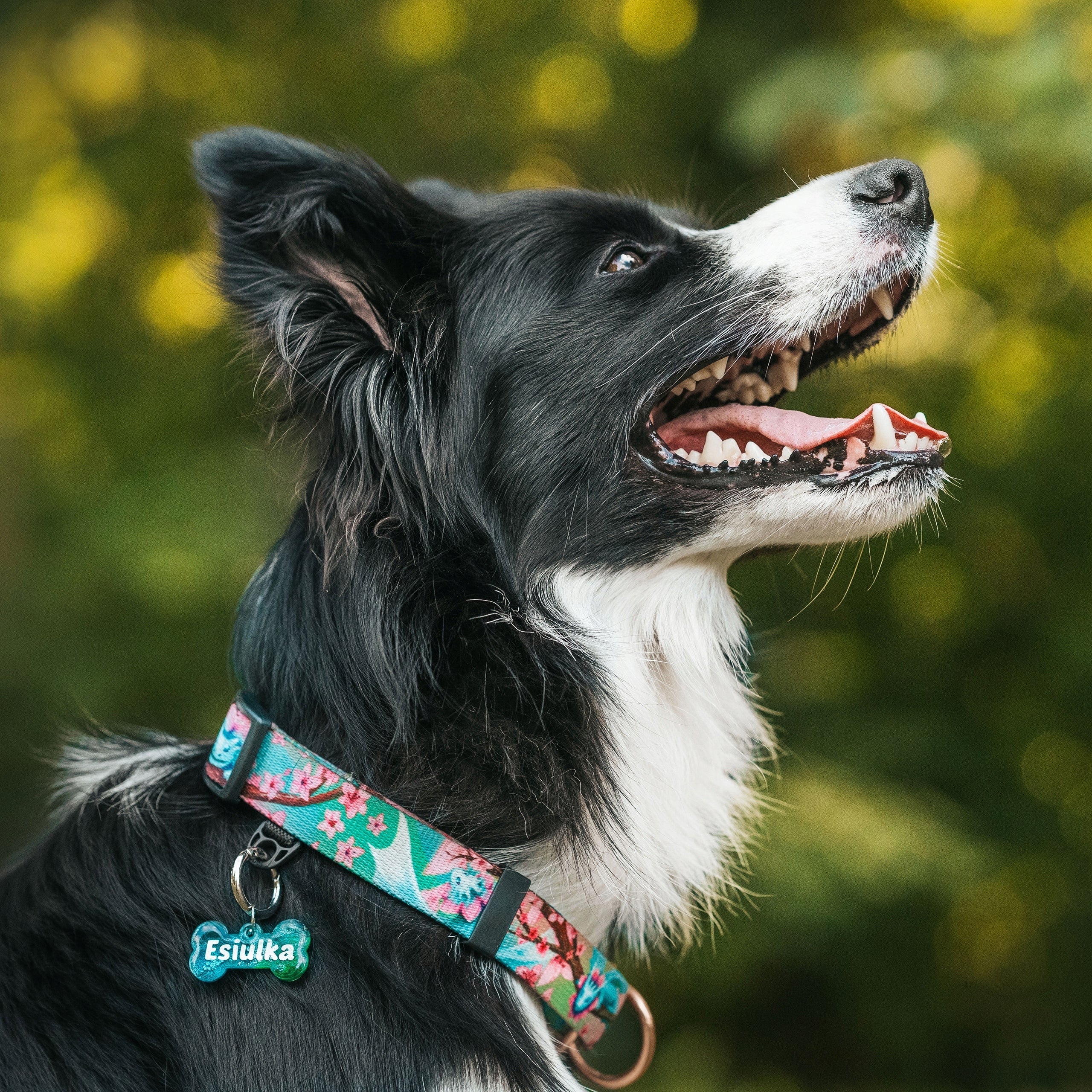 LANYARD FOR A STRONG DOG. made in Poland. 500cm / 2,5cm Maximum leash length 5 m