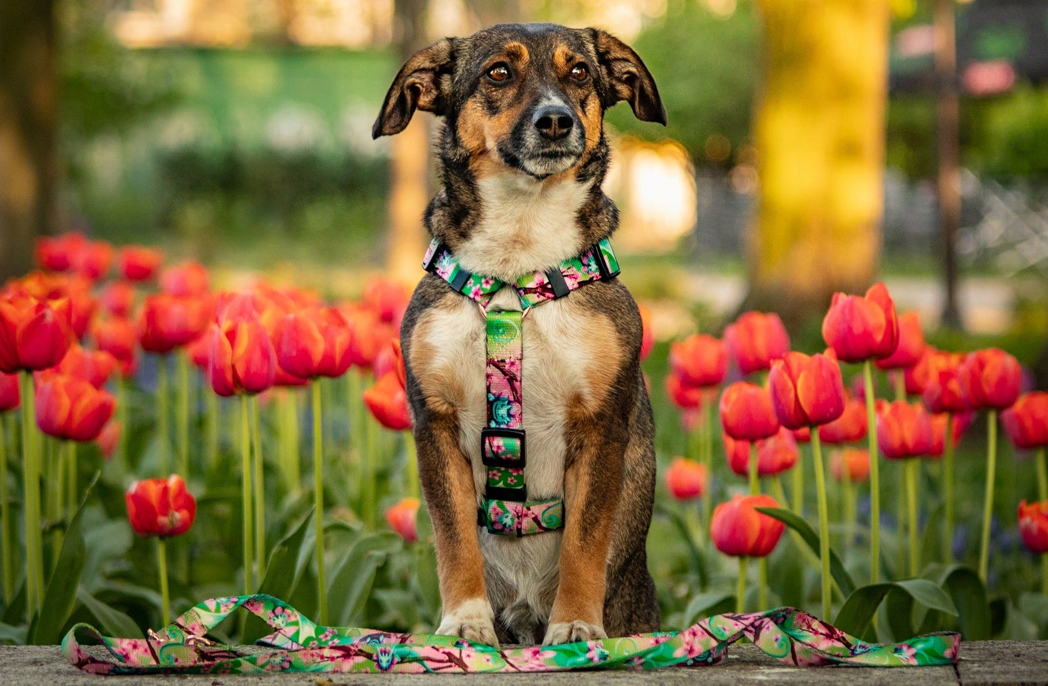 LANYARD FOR A STRONG DOG. made in Poland. 500cm / 2,5cm Product width 2.5 cm