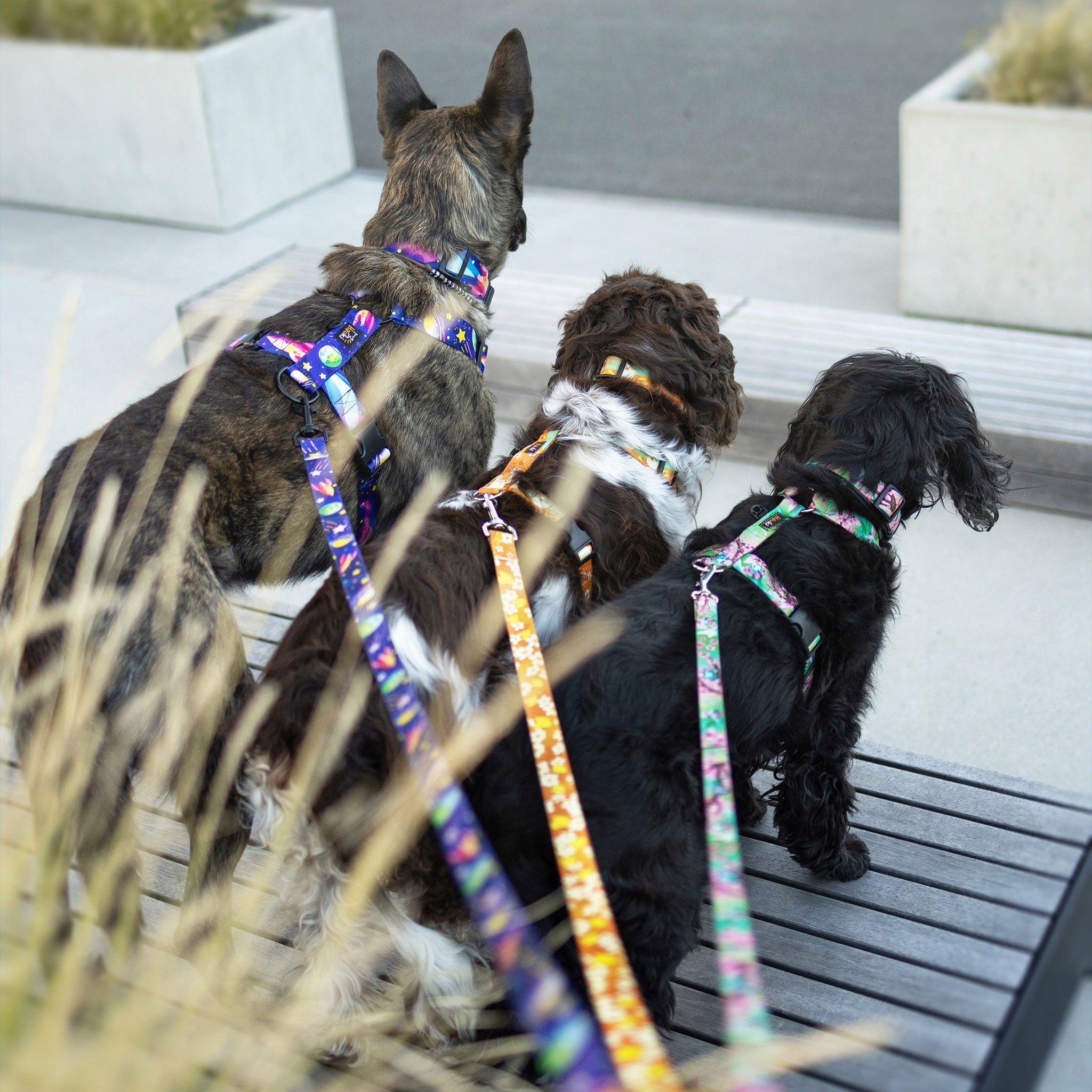 LANYARD FOR BORDER COLLIE. HIGH QUALITY. made in Poland. 220cm / 2cm Color multicolor