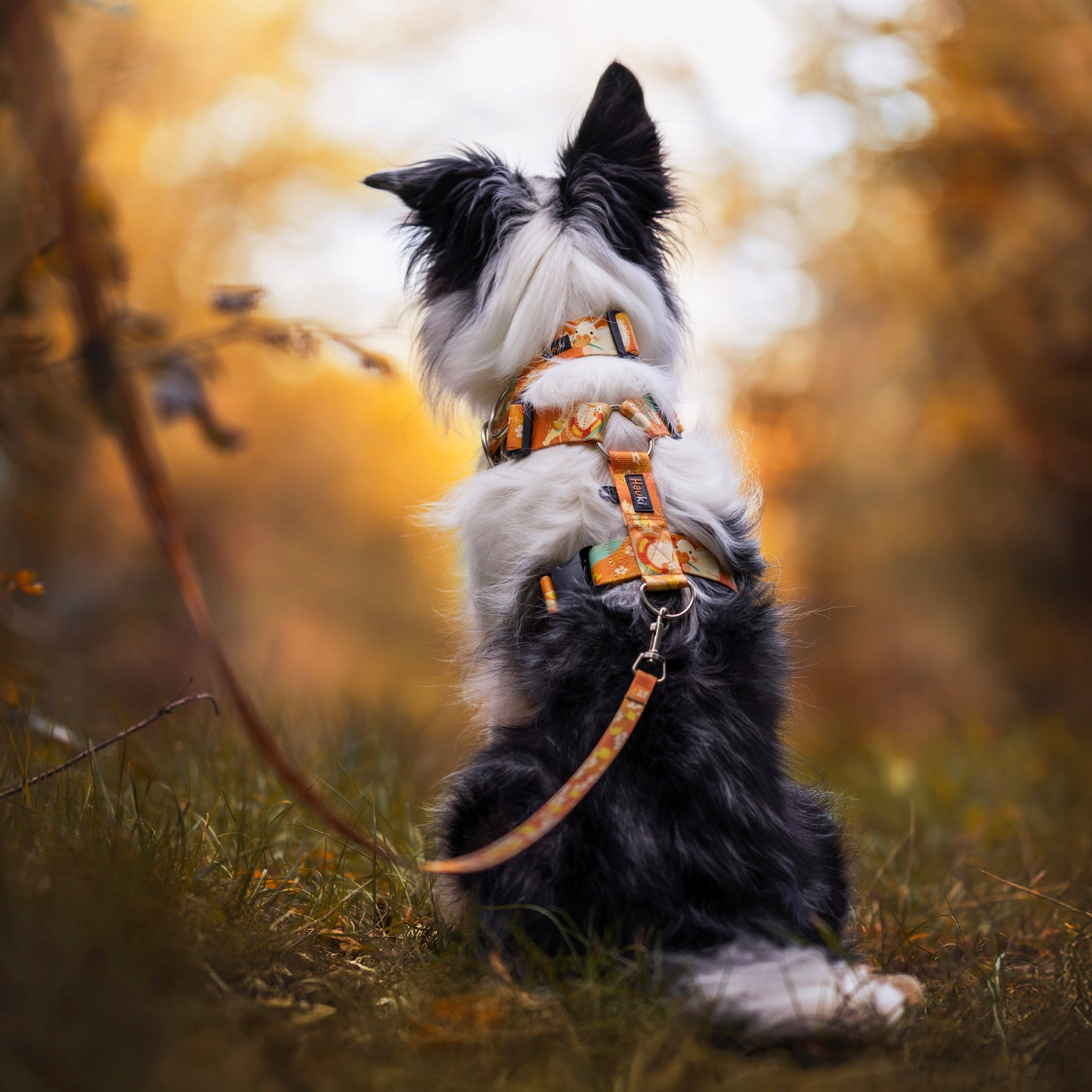 LANYARD FOR BORDER COLLIE. HIGH QUALITY. made in Poland. 220cm / 2cm Kind traditional