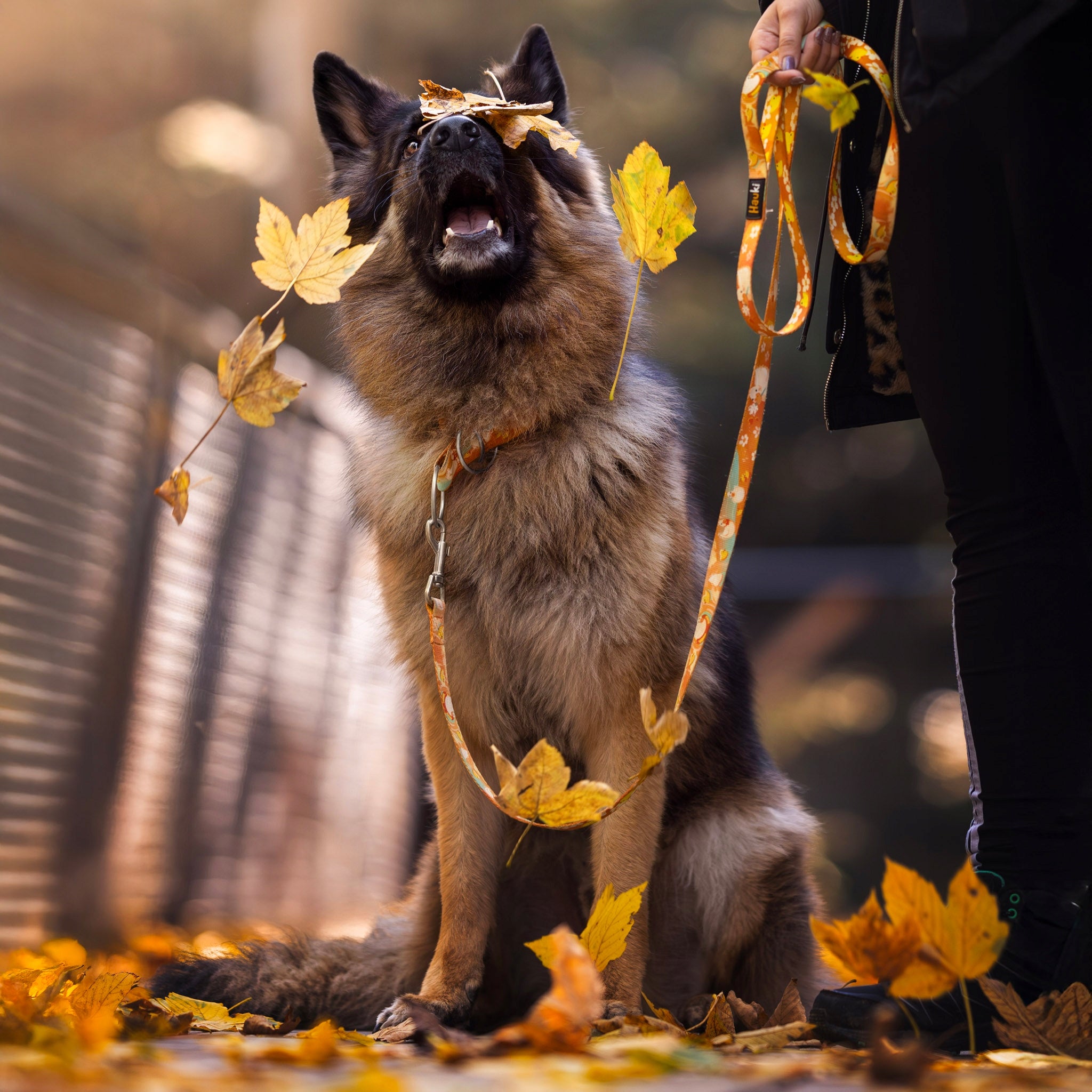 LANYARD FOR BORDER COLLIE. HIGH QUALITY. made in Poland. 220cm / 2cm Manufacturer code Smycz dla border collie