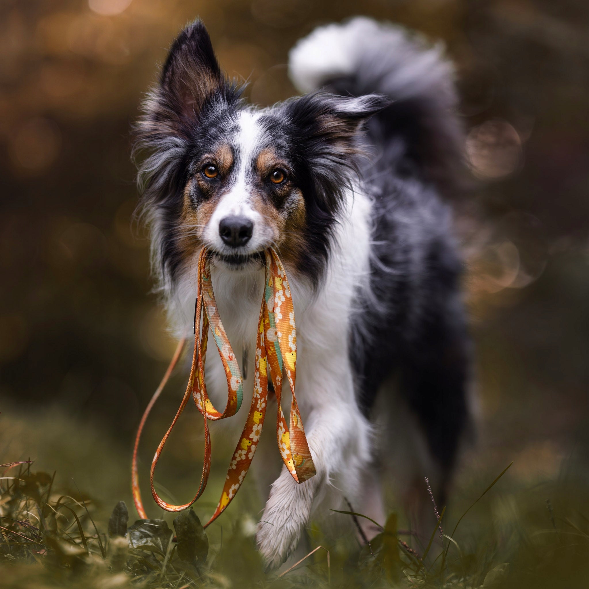 LANYARD FOR BORDER COLLIE. HIGH QUALITY. made in Poland. 220cm / 2cm Material tape