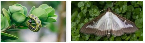 LEPINOX 10g BOXWOOD MOTH FIGHTS BOXWOOD MOTH CATERPILLARS ECO-FRIENDLY Manufacturer code 5901875009974