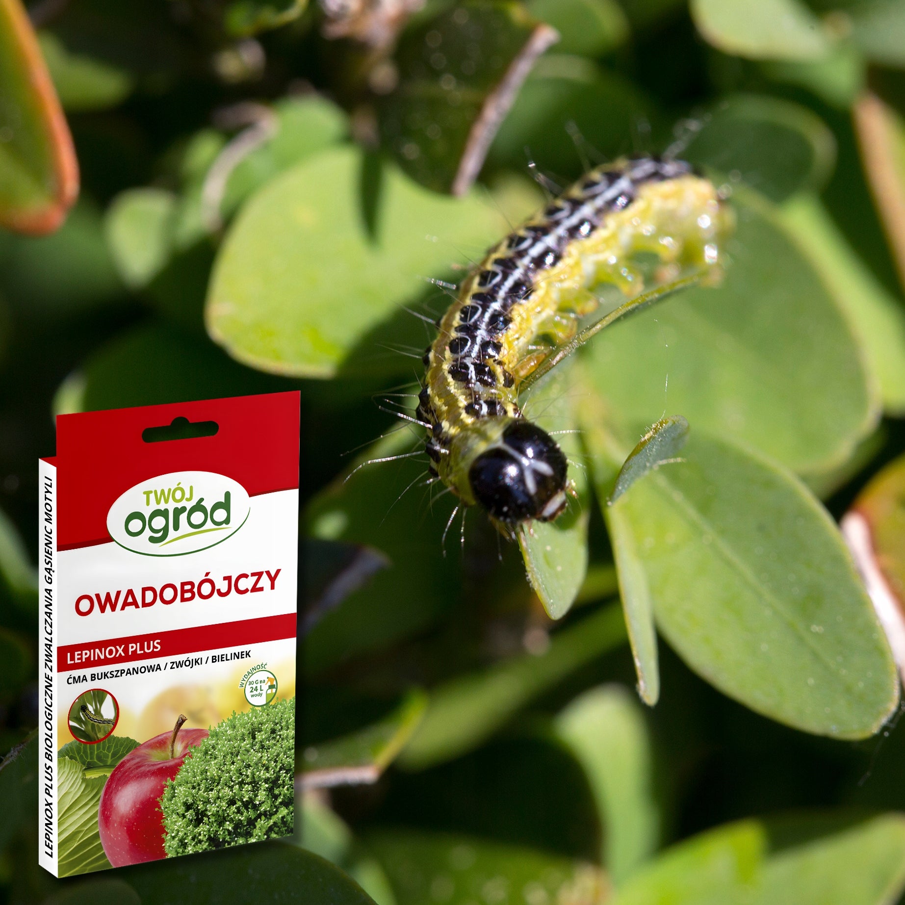 LEPINOX PLUS 60g BOX MOTH SPRAY 2x30g Butterfly Caterpillar Agent Manufacturer code oprysk preparat na ćmę zamiennik mospilan