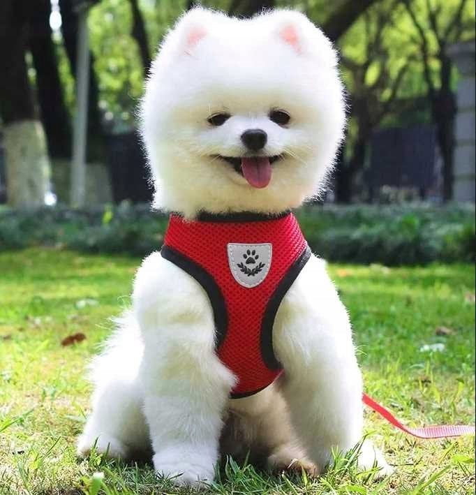 LIGHT RED HARNESS FOR SMALL CAT DOG + LEASH 120CM SIZE M Manufacturer code Szelki dla psa kota yorka persa