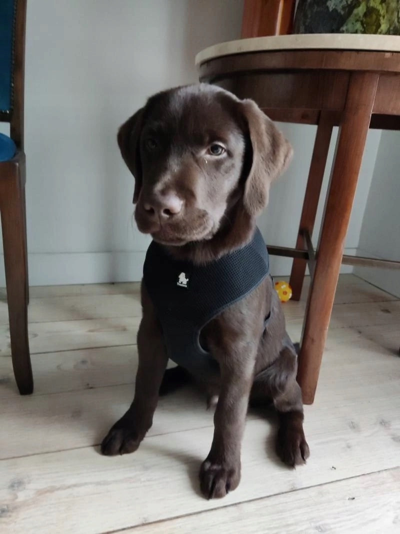 LIGHTWEIGHT GUARD Harness for Dog, Puppy PRESSURE-FREE Truelove soft L Kind walking harness