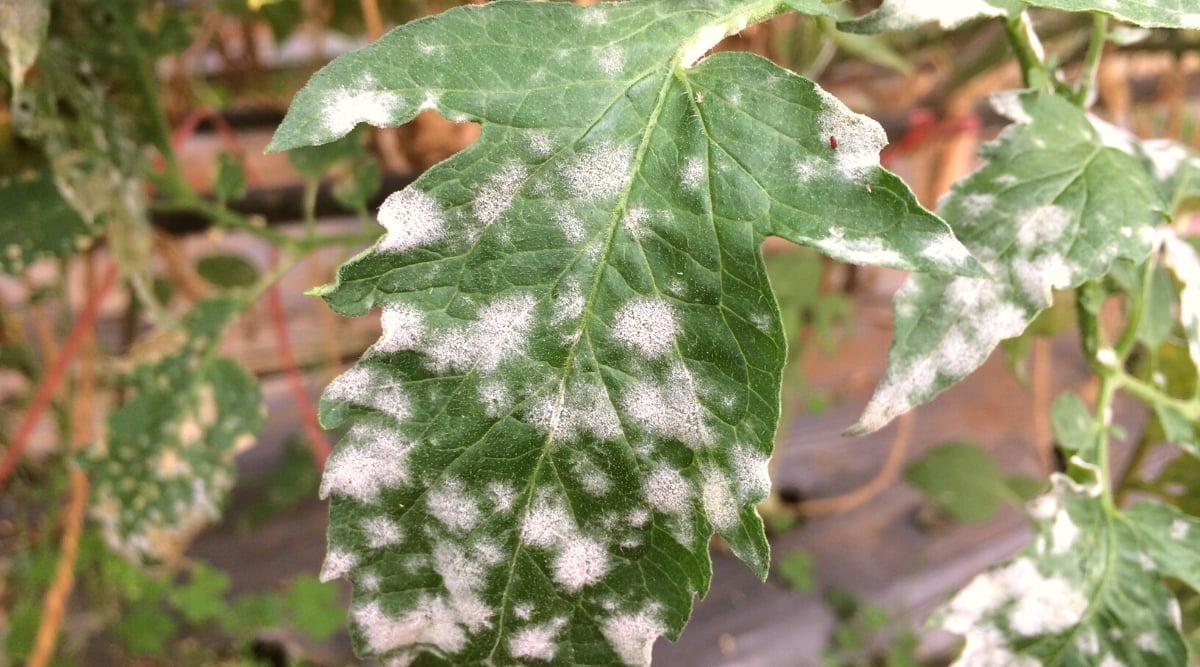 LIMOCIDE FUNGICIDE FOR SPIDER MITES PESTS 30 ML 3in1 Purpose fungicides insecticidal, against insects against pests