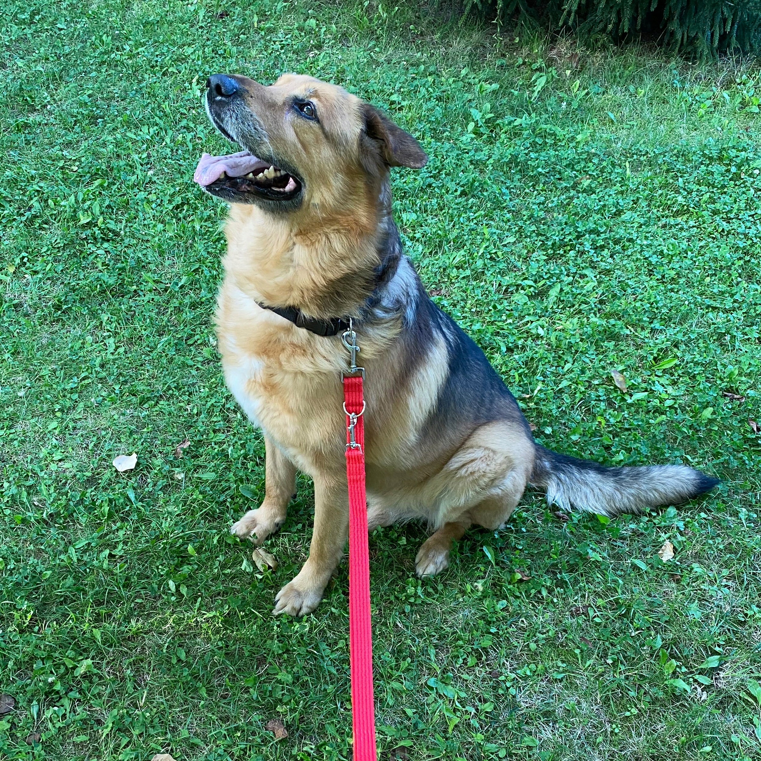 Lanyard for Big Dog Adjustable Retractable 3,2m 4 Overvoltage Woven Strong Kind detachable