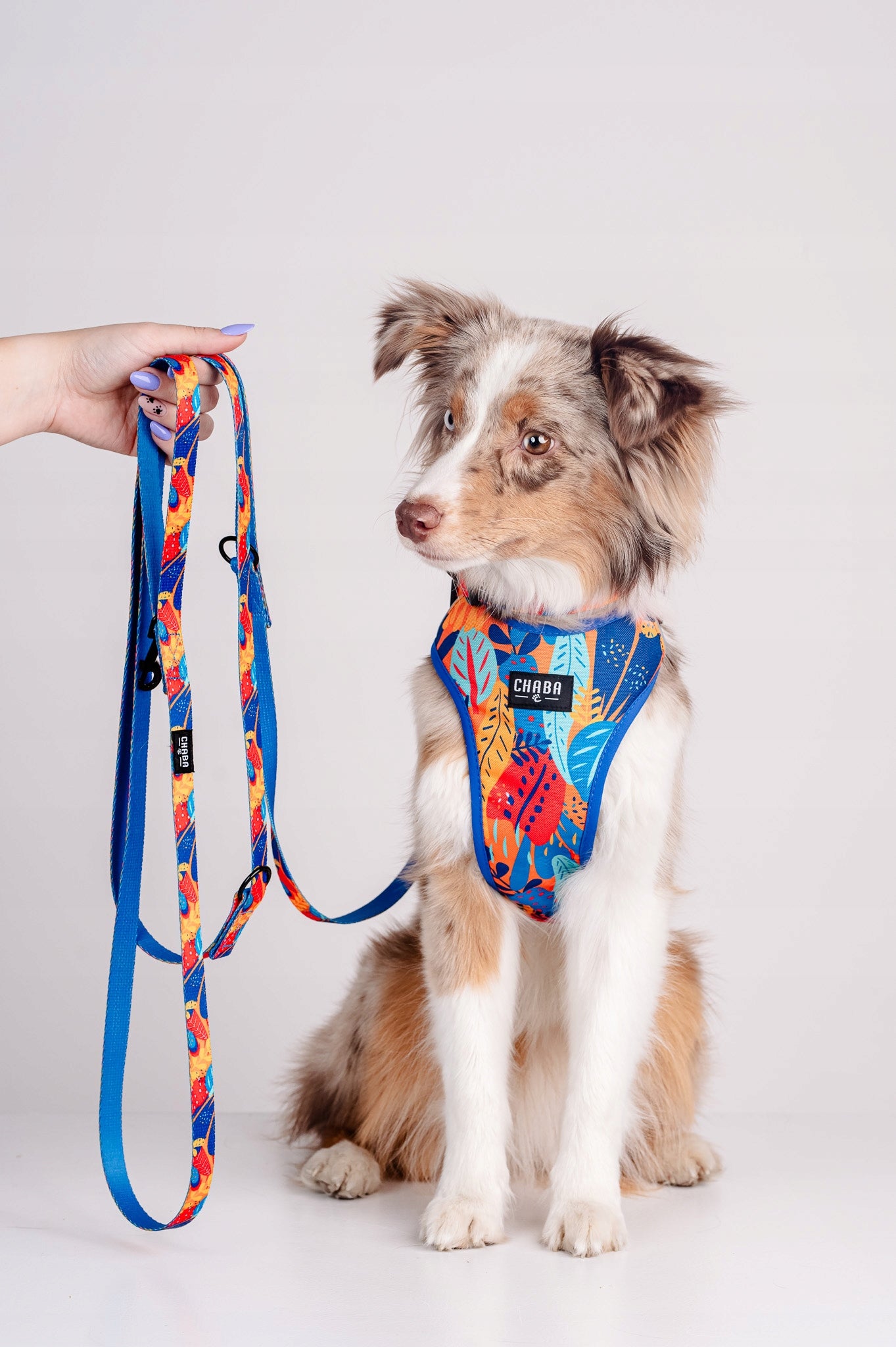 Lanyard for Big Dog Chaba Strong Adjustable 1,3 - 2,6M Wide 2,5CM AUSSIE Brand Chaba