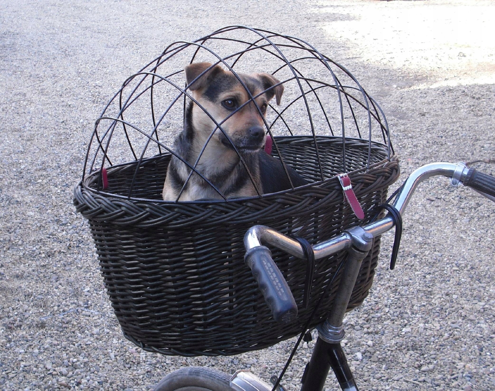 Large Wicker Basket for Dog on Bike up to 15kg 3XL Brand Wiklinowe-kosze