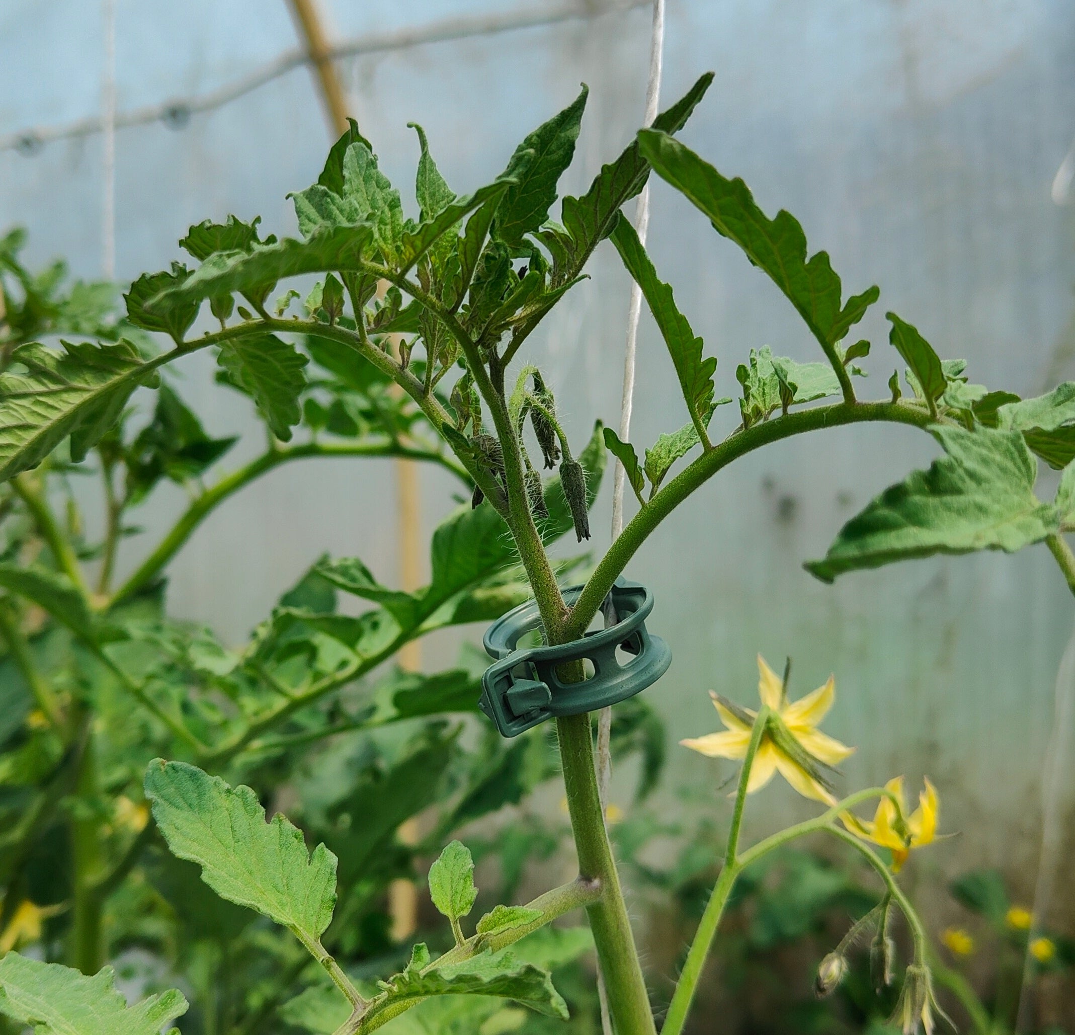 Large set for tomatoes, clasps + string. 200 pieces + 500m green Color green