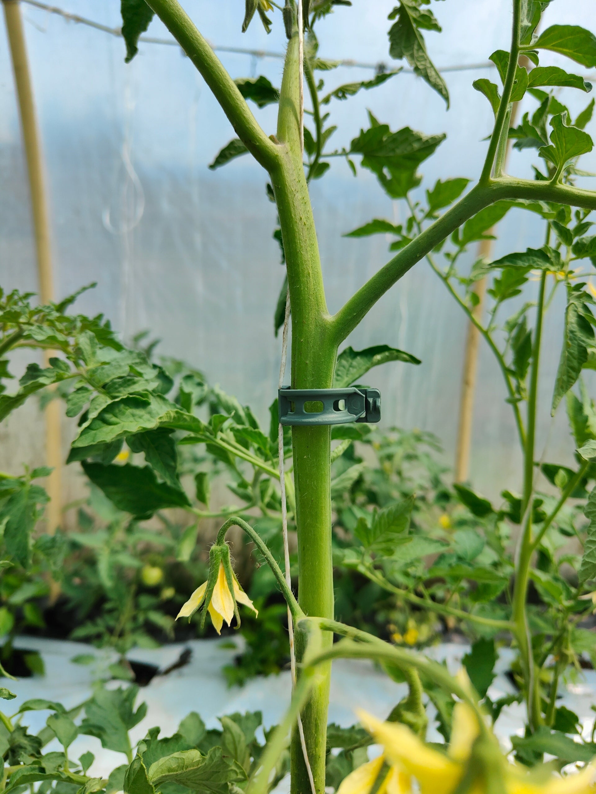 Large set for tomatoes, clasps + string. 200 pieces + 500m green Number of pieces 100 pcs