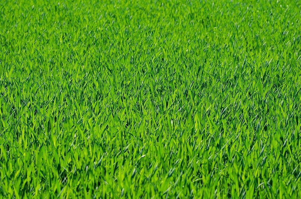 Lawn grass fertilizer PRO COMPLEX VILA 25kg Granules, for lawn, SPRING Manufacturer code 5901549174618