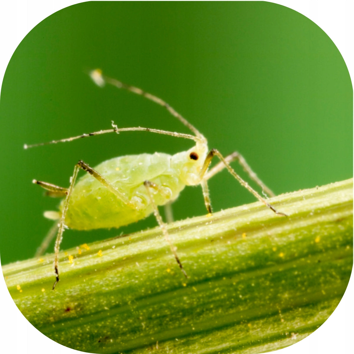 Limocide 3in1 SPRAYING FOR DISEASES SPIDER MITES MILDEW MOLD RUST APHIDS 30ml Form liquid