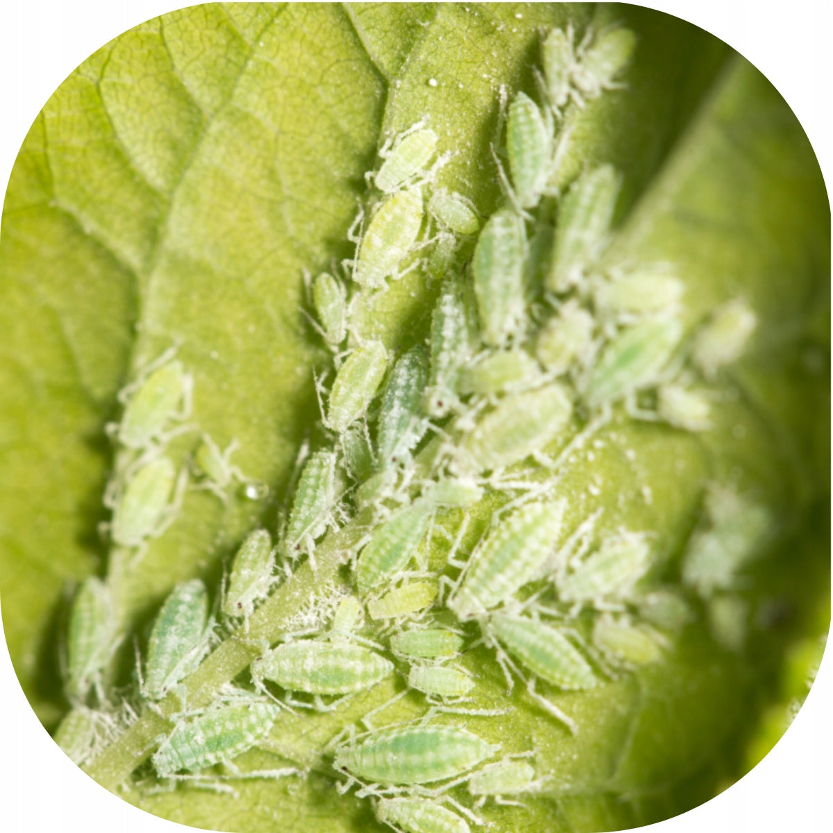 Limocide 3in1 SPRAYING FOR DISEASES SPIDER MITES MILDEW MOLD RUST APHIDS 30ml Manufacturer Twój Ogród