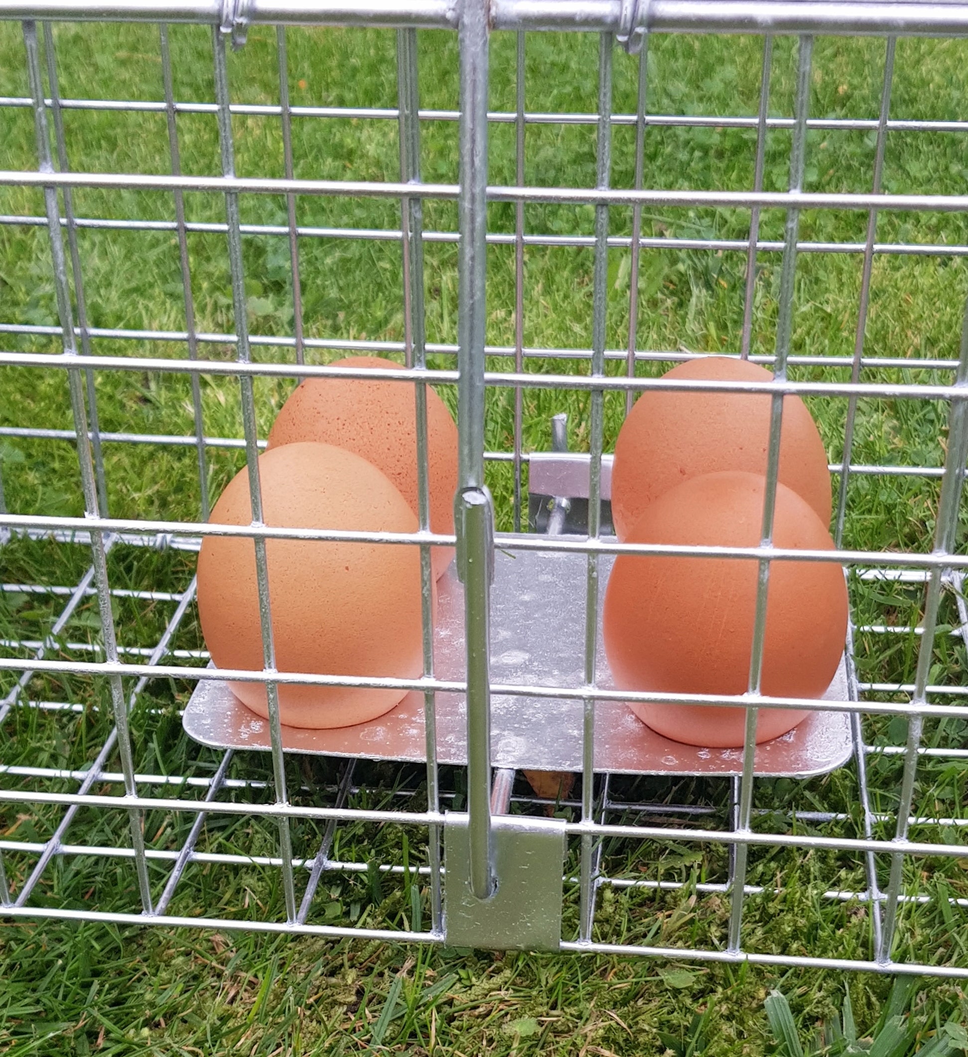 Livestock trap for martens, rats, graces, made in Poland, solid Kind trap