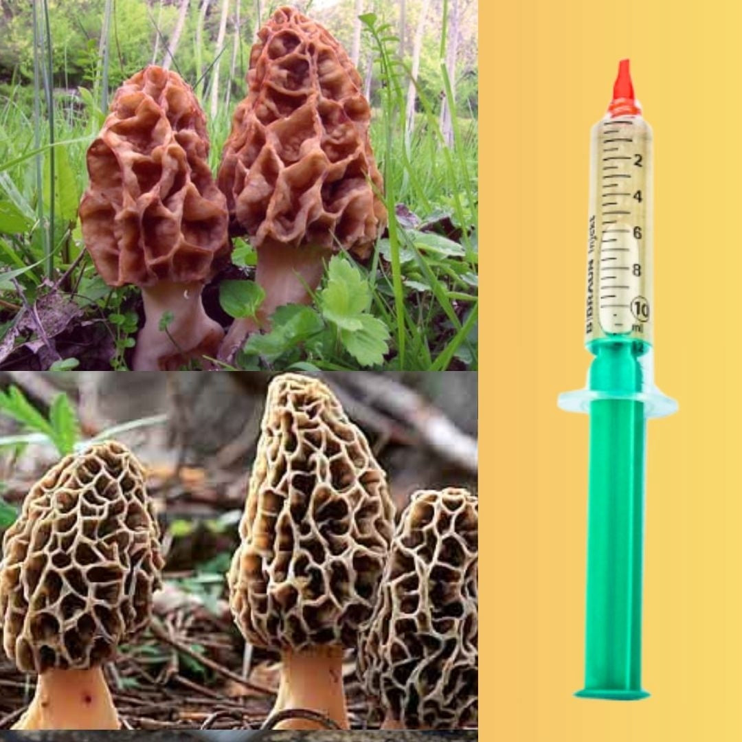 Lubricant 10 ml | liquid mycelium, For Garden Cultivation, LC