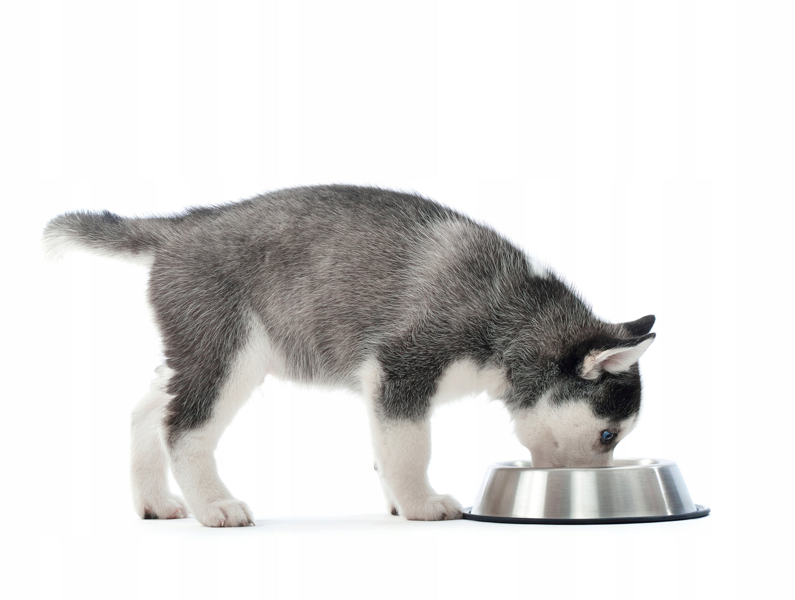 METAL DOG BOWL ON RUBBER ANTI-SLIP 700ml Material metal