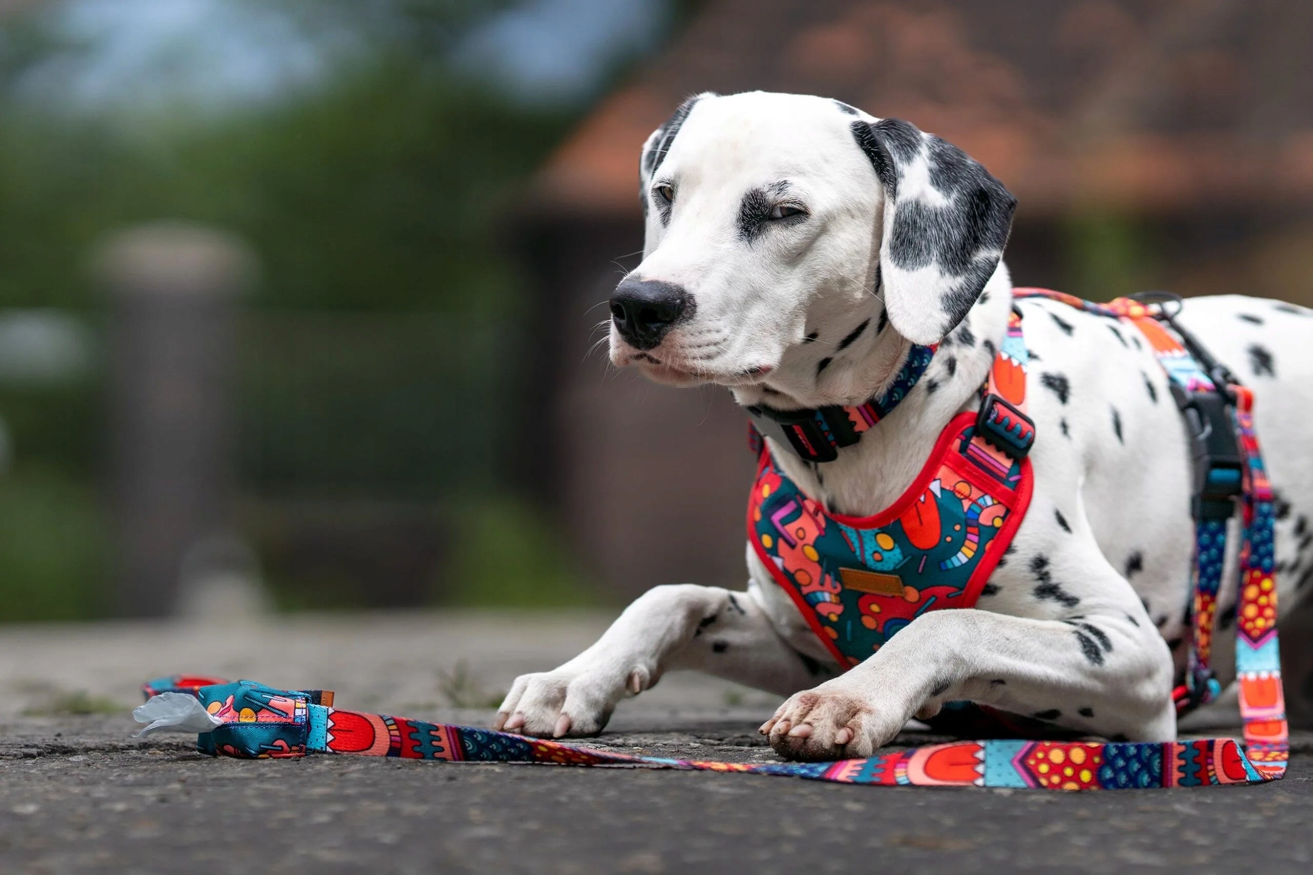 MODERN DOUBLE BINDER for large dogs CONNECTOR 1,78 m tape 2,5 cm Ukory PATTERN Maximum leash length 1.78 m