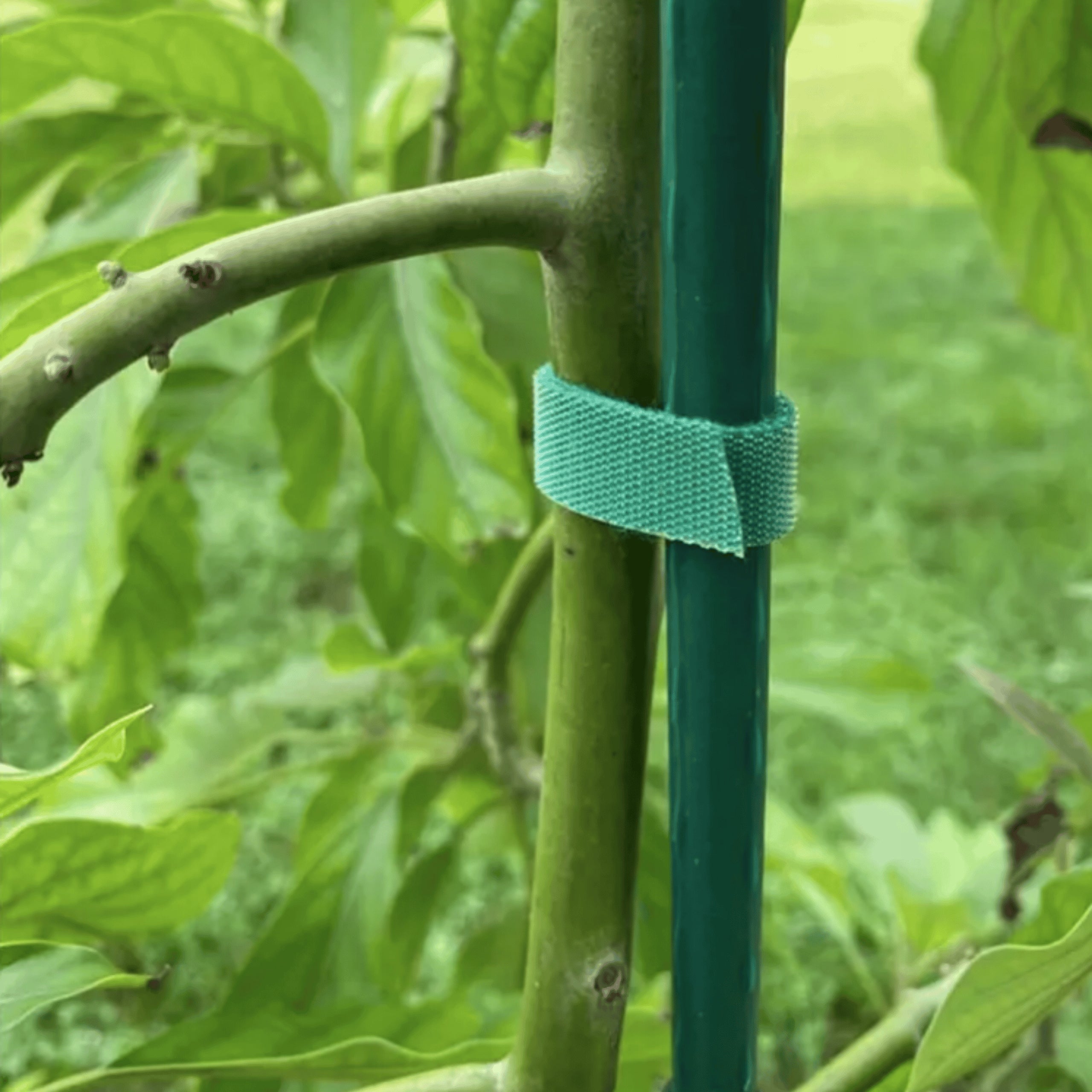 MULTIGRIP green VELCRO TAPE for plant ligation 5 meters Product height 9 cm