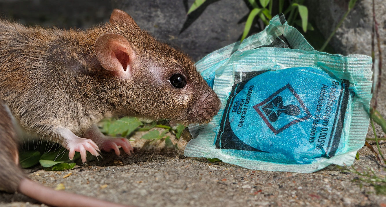 MURIBROM PASTE BRODIFACOUM STRONG POISON FOR MICE RAT SACHETS 1,5 KG EAN (GTIN) 5905718015702