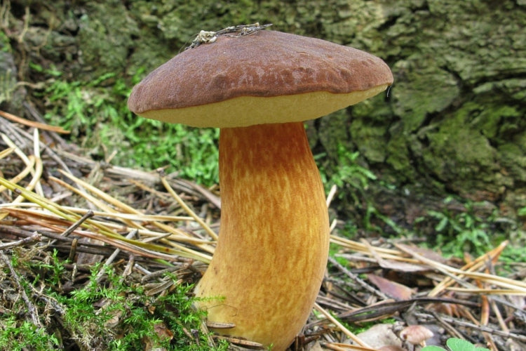 MUSHROOM BROWN MUSHROOMS in the Garden Kind other
