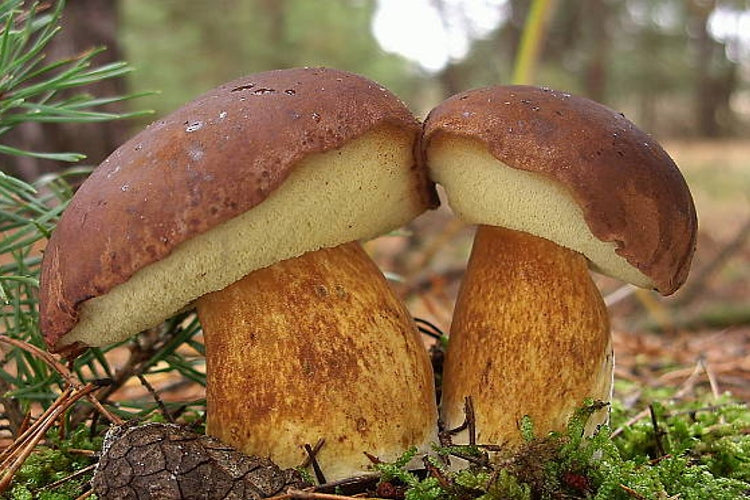 MUSHROOM BROWN MUSHROOMS in the Garden Manufacturer code grzybnia Podgrzybek Brunatny