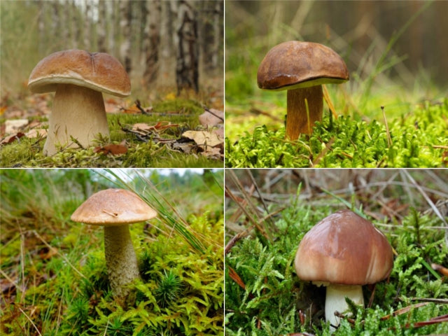 MYCORRHIZA live mycelium of coniferous and leafy trees Manufacturer Mycelium