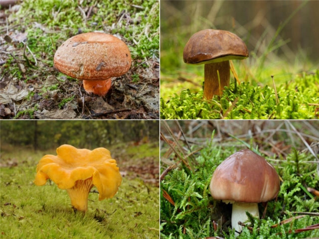 MYCORRHIZA live mycelium of coniferous and leafy trees Manufacturer code Mykoryza drzewa Iglaste i Liściaste