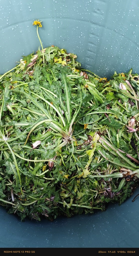 Manure from Dandelion 5L Fermented Plant Extract Manufacturer code KN5L-MN