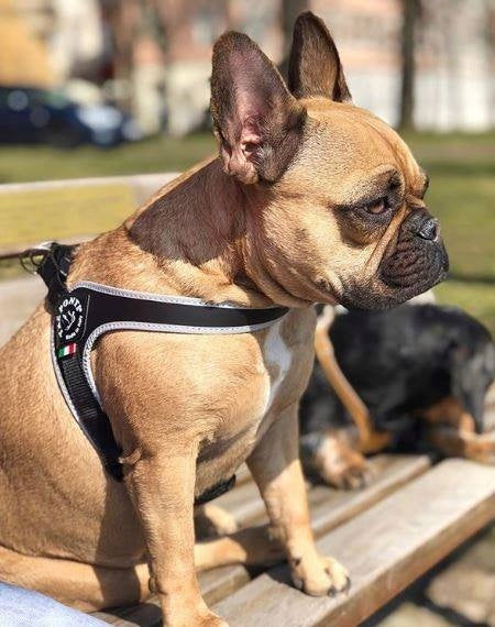 Mini dog harness Chihuahua York XXS 32-45cm TRE PONTI black WITH REFLECTORS Color black