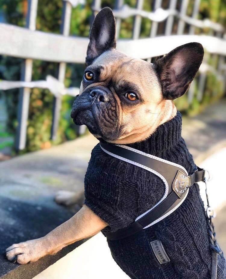 Mini dog harness Chihuahua York XXS 32-45cm TRE PONTI black WITH REFLECTORS Kind walking harness