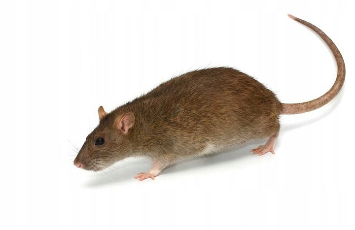 Mouse Poison Rats Patenrat Pellet 1kg Bromadiolone Granules Brand Monachem