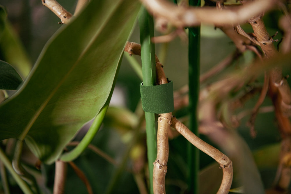 Multifunctional Velcro band cable organizer 9,5 mm 2 m for plants Packaging status original