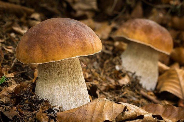 Mushroom BOROWIK NOBLE mushrooms BOROWIK Mycelium Manufacturer code Grzybnia Borowik Szlachetny