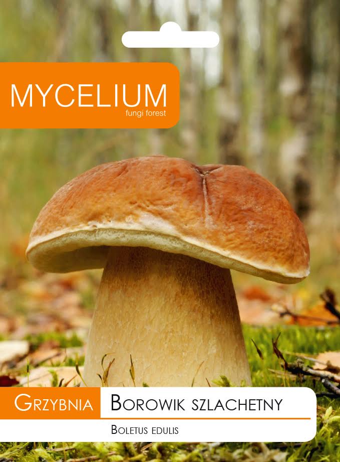 Mushroom BOROWIK NOBLE mushrooms BOROWIK Mycelium
