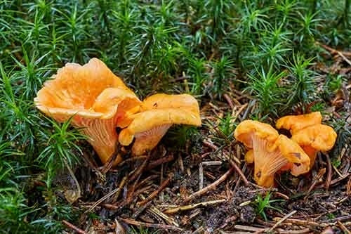 Mushroom KURKA cantharellus cibarius mycorrhiza for garden Packaging status original